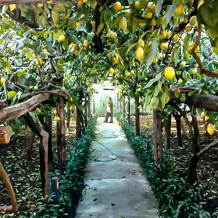Limoneto Di Anna Casa de Férias Maiori
